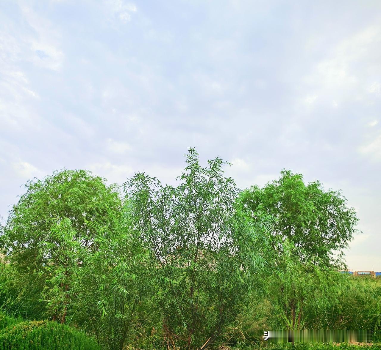 随拍夏日最美瞬间