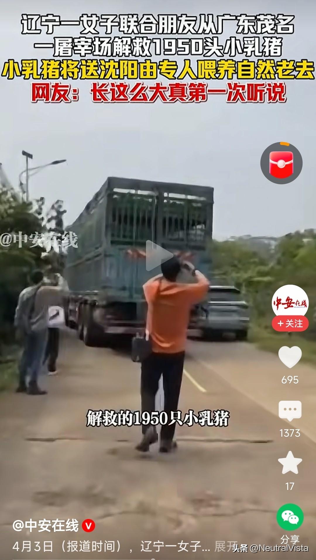 辽宁女子解救1900多头乳猪？我好好想想，猪啥时候成了被解救对象了？本来可以送去