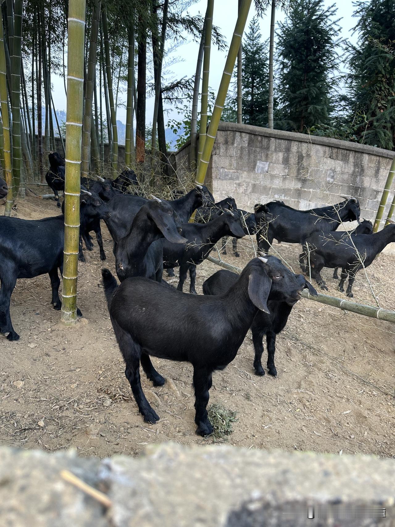 羊分娩前应做好哪些准备工作?羊分娩前准备要抓3点：
 
1. 产房提前打扫消毒，