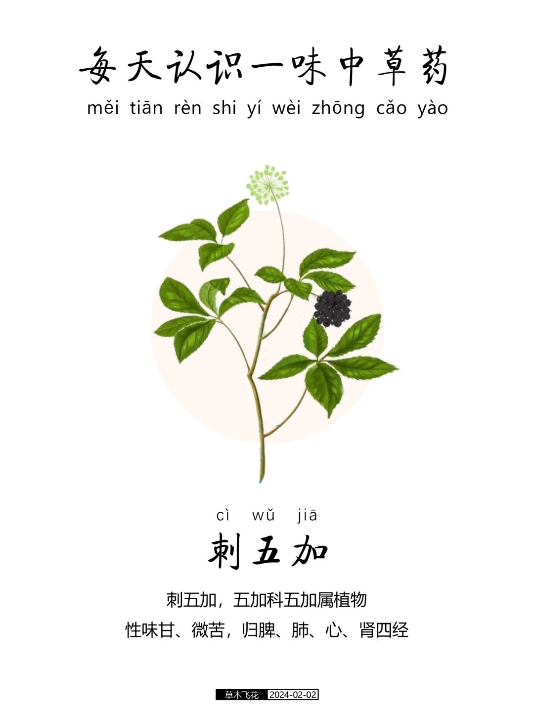 每天认识一味中草药-刺五加🍀