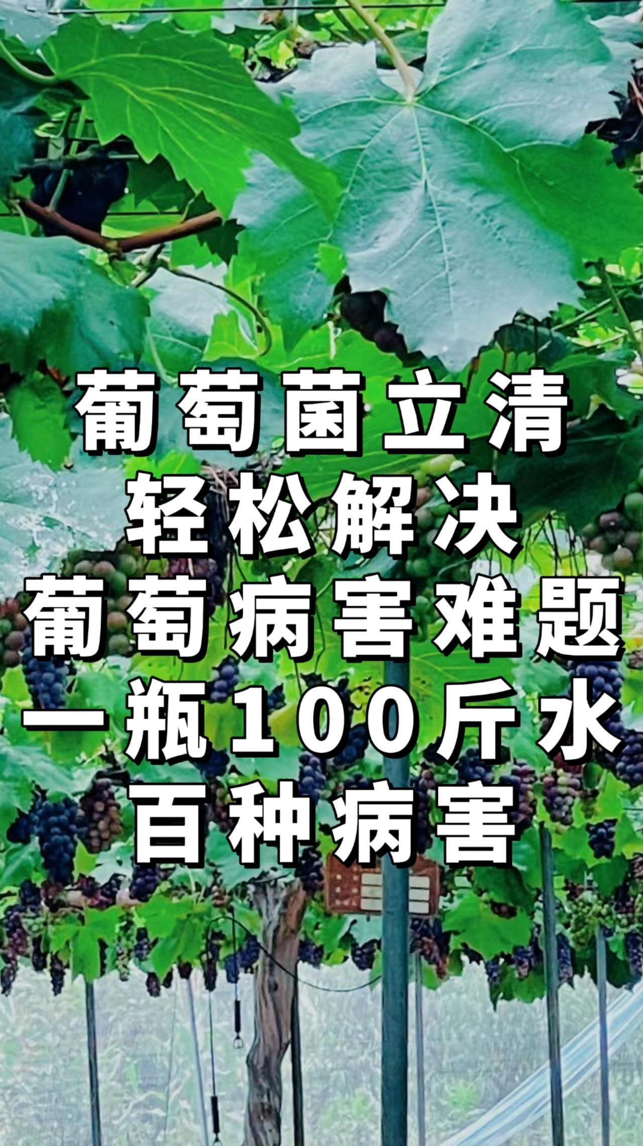 你种了20年葡萄，可能都不知道的事情