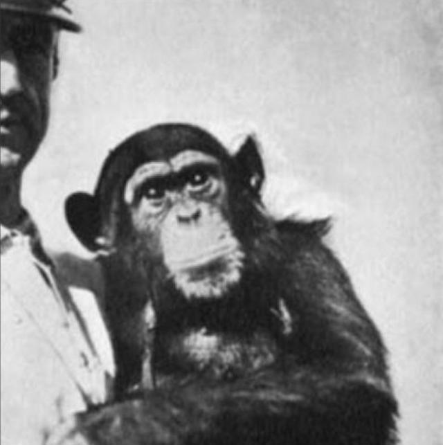 1920年，一俄国医生突发奇想，将猴睾丸移植到74岁老人体内，术后，没想到这位老