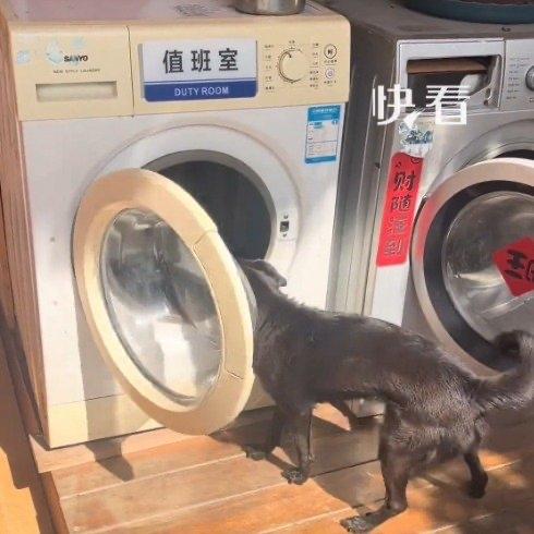 你敢信吗，一台本来要被当成废品扔掉的旧滚筒洗衣机，最后变成了一只流浪小狗的专属精