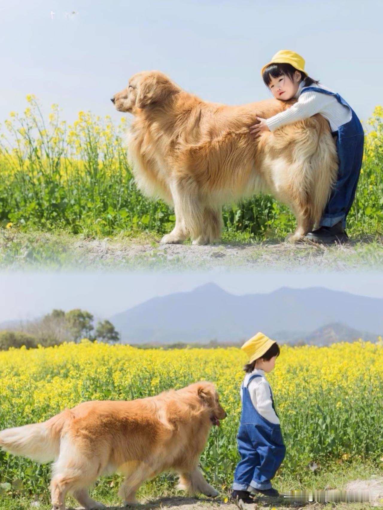 你能接受孩子和宠物一起长大吗?
太能接受了！我家娃打小就跟金毛一块儿长大，俩“小