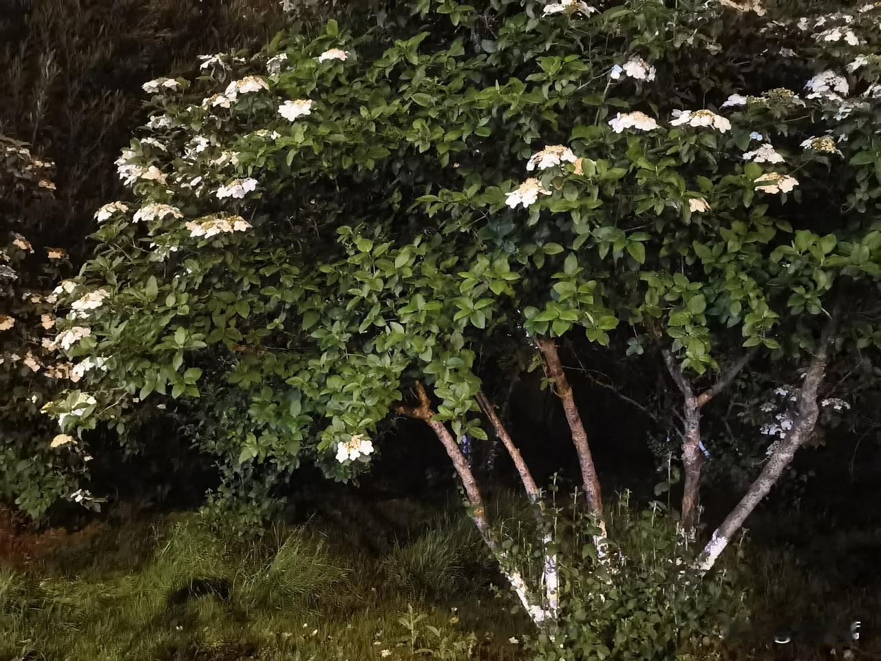 记录我的2026琼花洁白如雪，花瓣层层叠叠，在昏黄的夜灯映照下，像是被镀上了一层