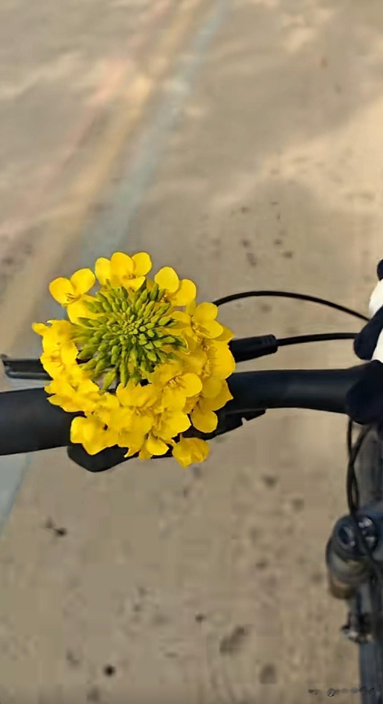 ✎. 𓂃𓈒𓏸 ˢᵒᶠᵗ◡̈ 💭✌︎
与生活，温柔和解˗ˏˋ☁️ˎˊ˗
 