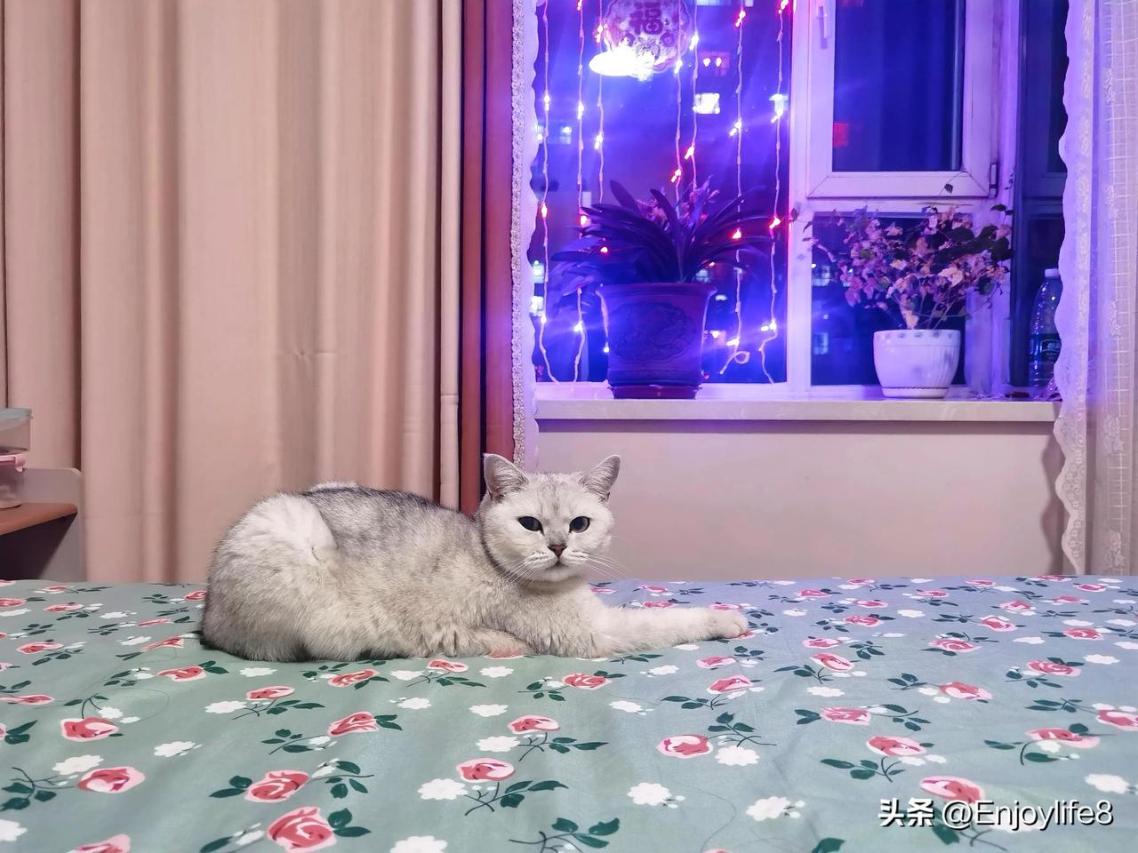 有猫在，心安处。