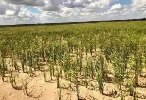 万万没想到，中国工程竟闹了个大“乌龙”，原以为在沙漠种小麦产量会很低，不料一亩地