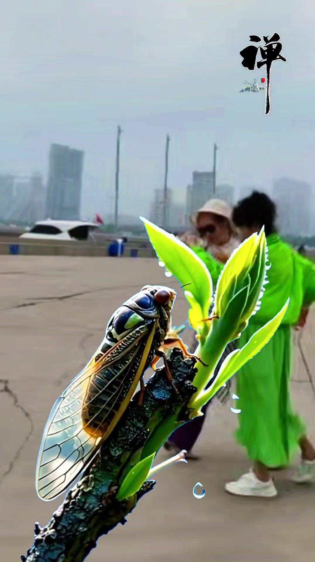 走在绿意盎然的天地间，蝉鸣成了最动听的背景乐。两位好友相视而笑，仿佛时光在这一刻