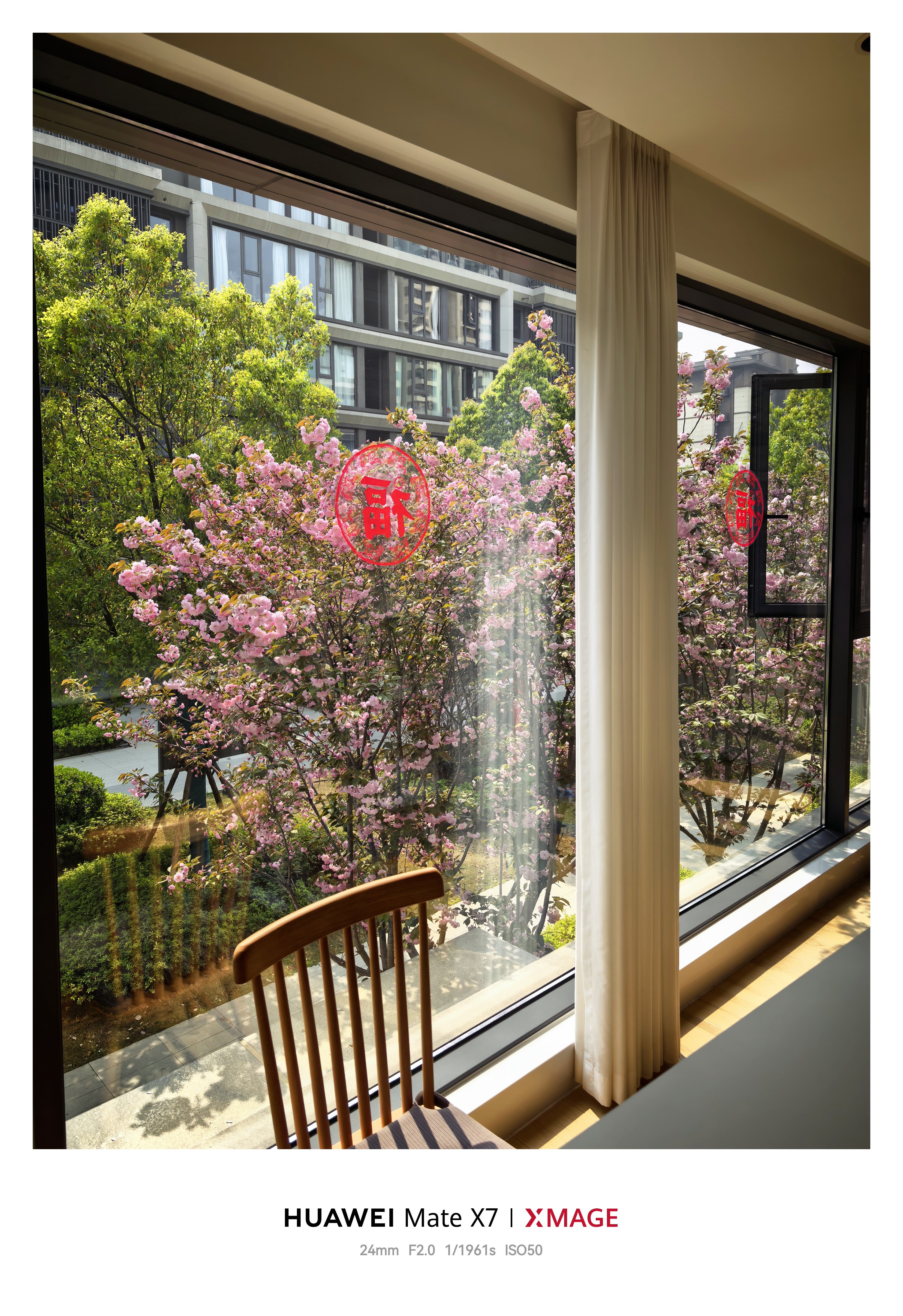 窗外的花开了，真的美 