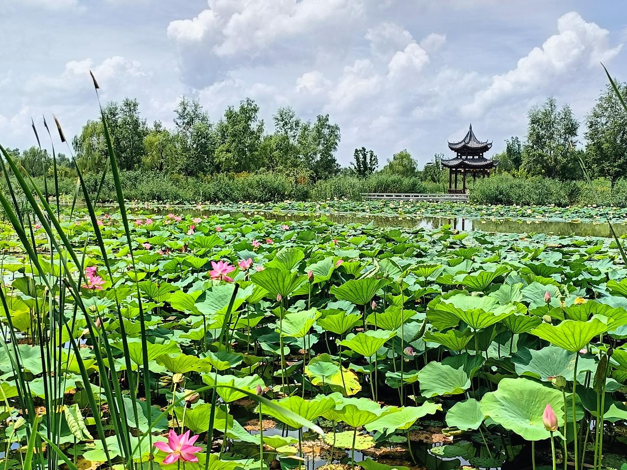 晴光相约赏荷塘，
艳蕊将残韵自长。
良友闲谈心自畅，
浮生偷得夏风香。