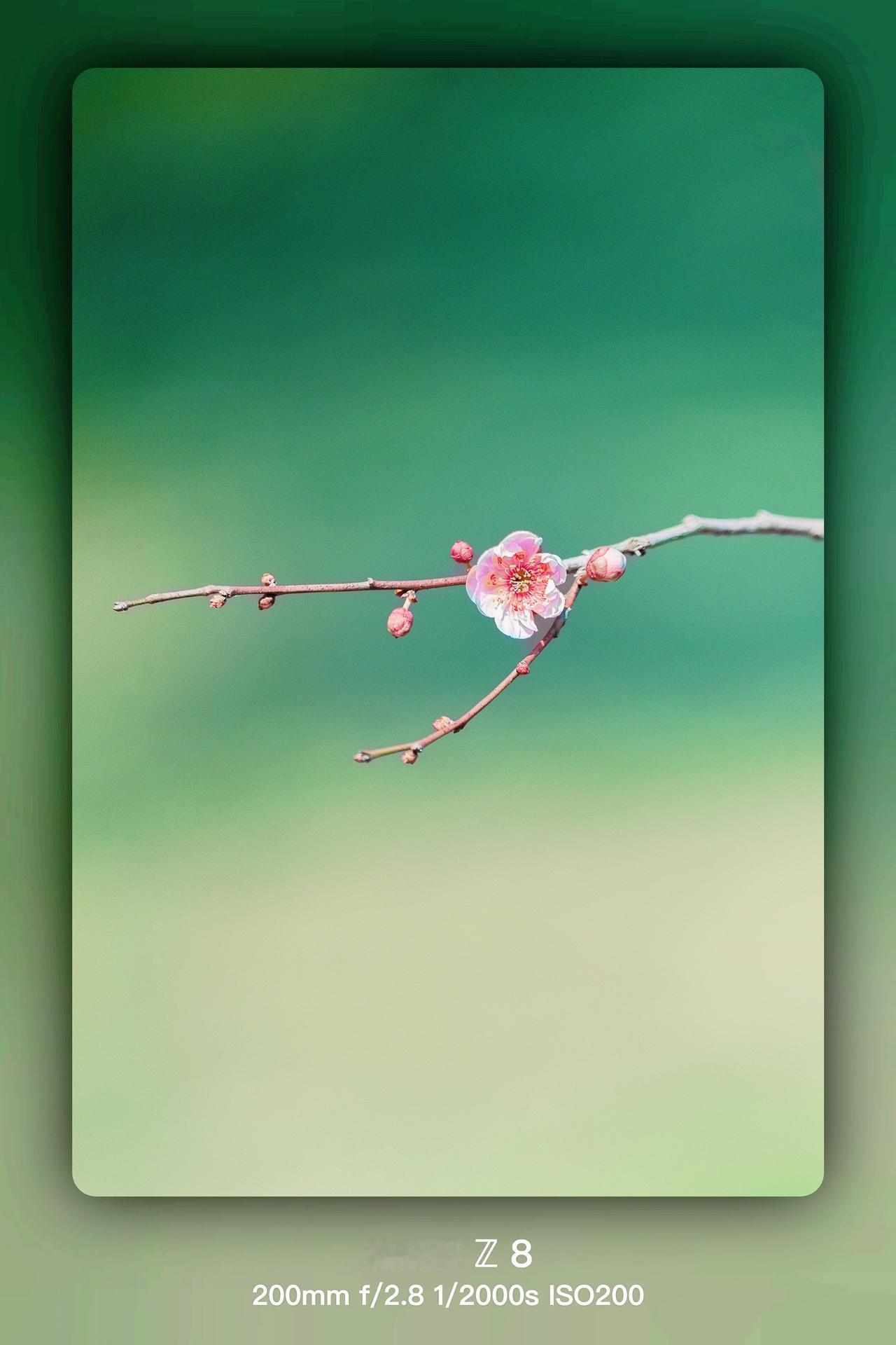 花自飘零水自流，这一季梅花最后的纪念……春日赏花 春已至花已开 拍花成画 踏春赏