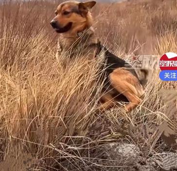 近日，山西一女子自己上山去捡地皮菜，捡着捡着、走着走着就找不到路了，那个山沟特别