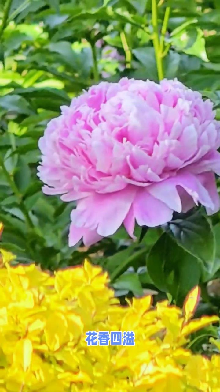 洛阳隋唐城植物园花海游。
五一小长假来了，洛阳旅游去哪里？首推隋唐城遗址植物园，