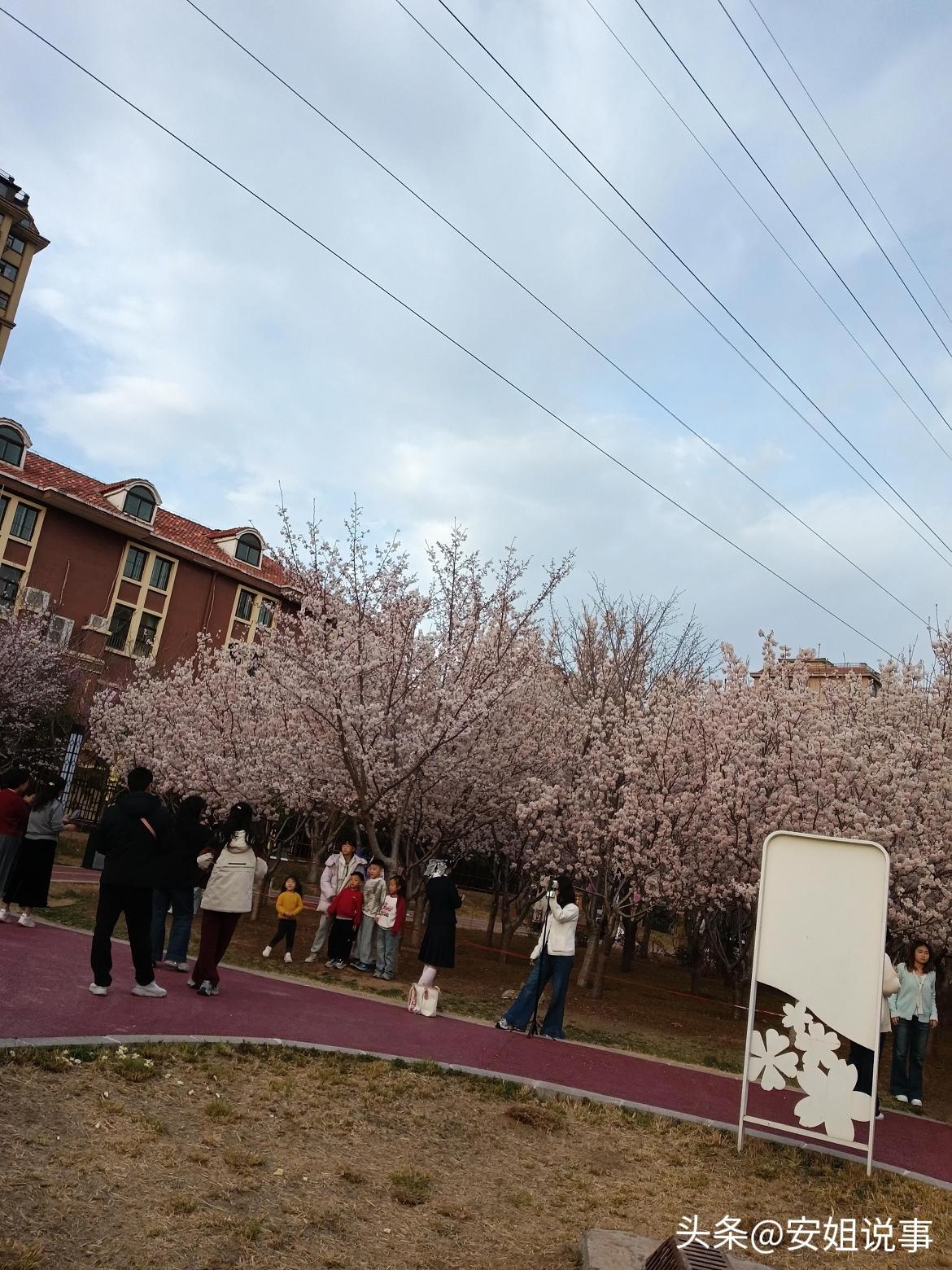 友友们看过来！河南鹤壁的早樱已经全开啦🌸
樱花园现在正是盛花期，粉粉白白一大片