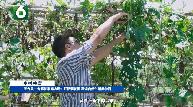 台州夫妻返乡开农场带领村民奔富路夫妻同心，沃土生金。 从城市回归乡土，他们用农场