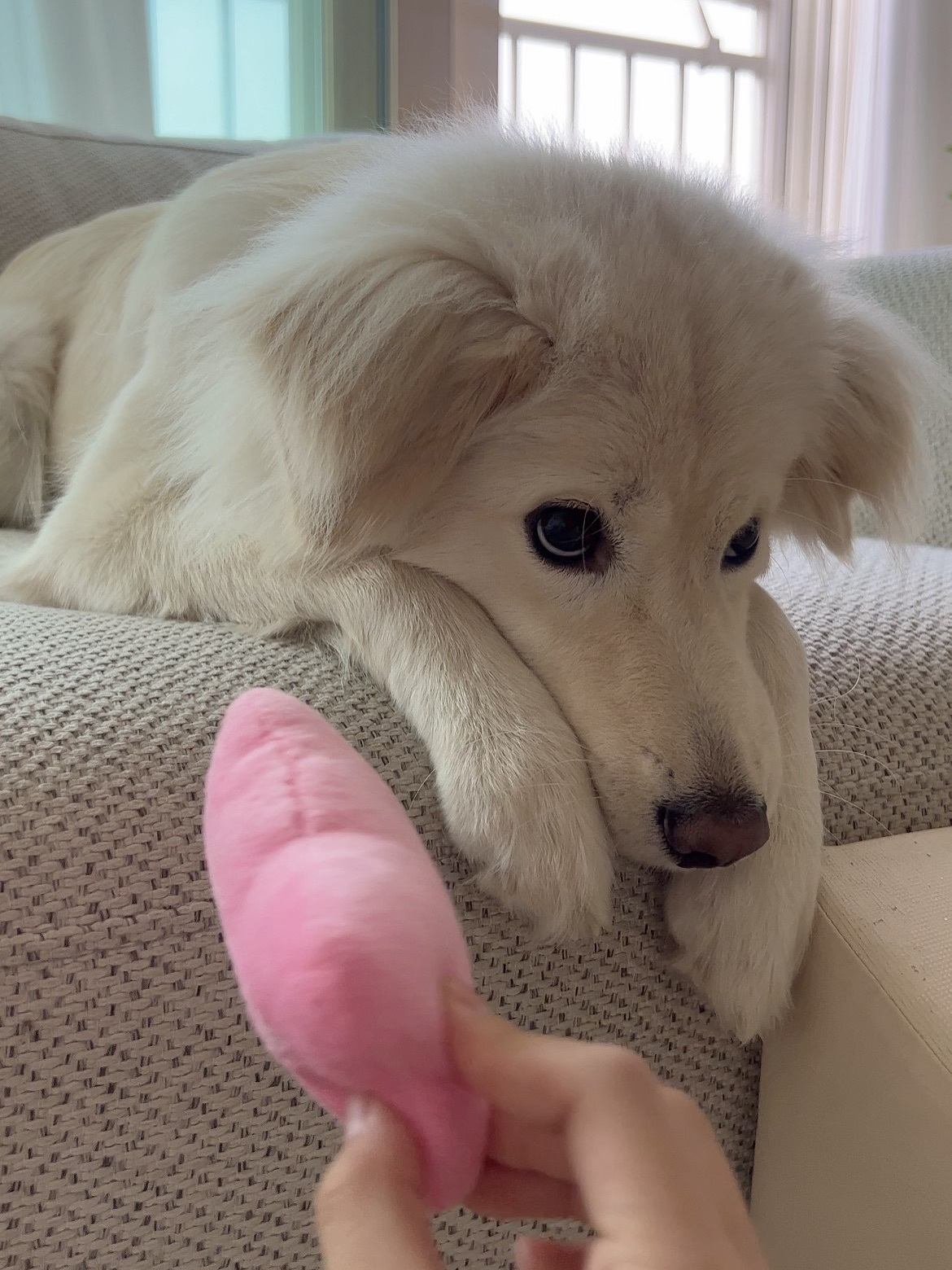 小狗：哄不好了 