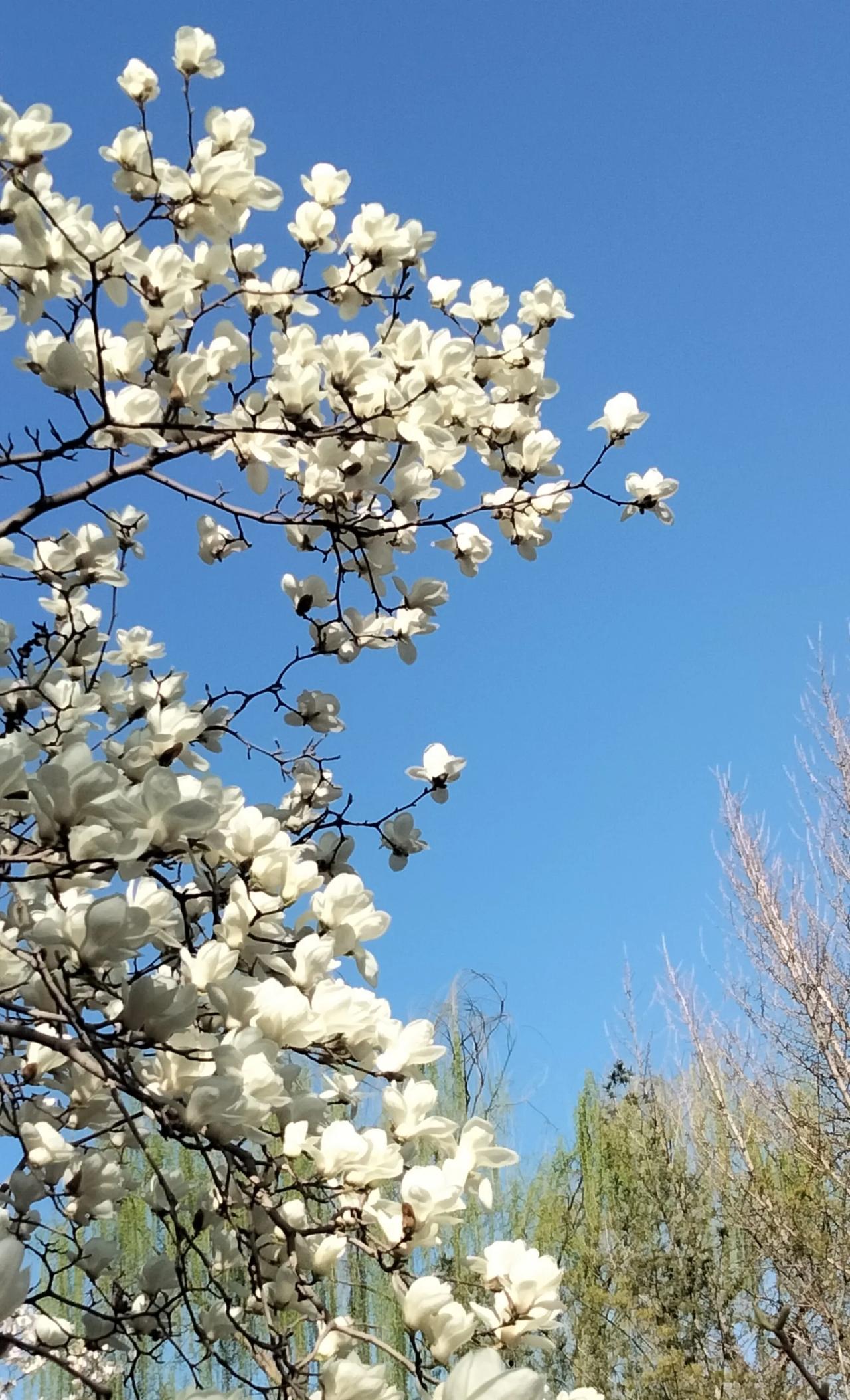 与花偶遇，春光满园。
恰春光正好，繁花似锦。