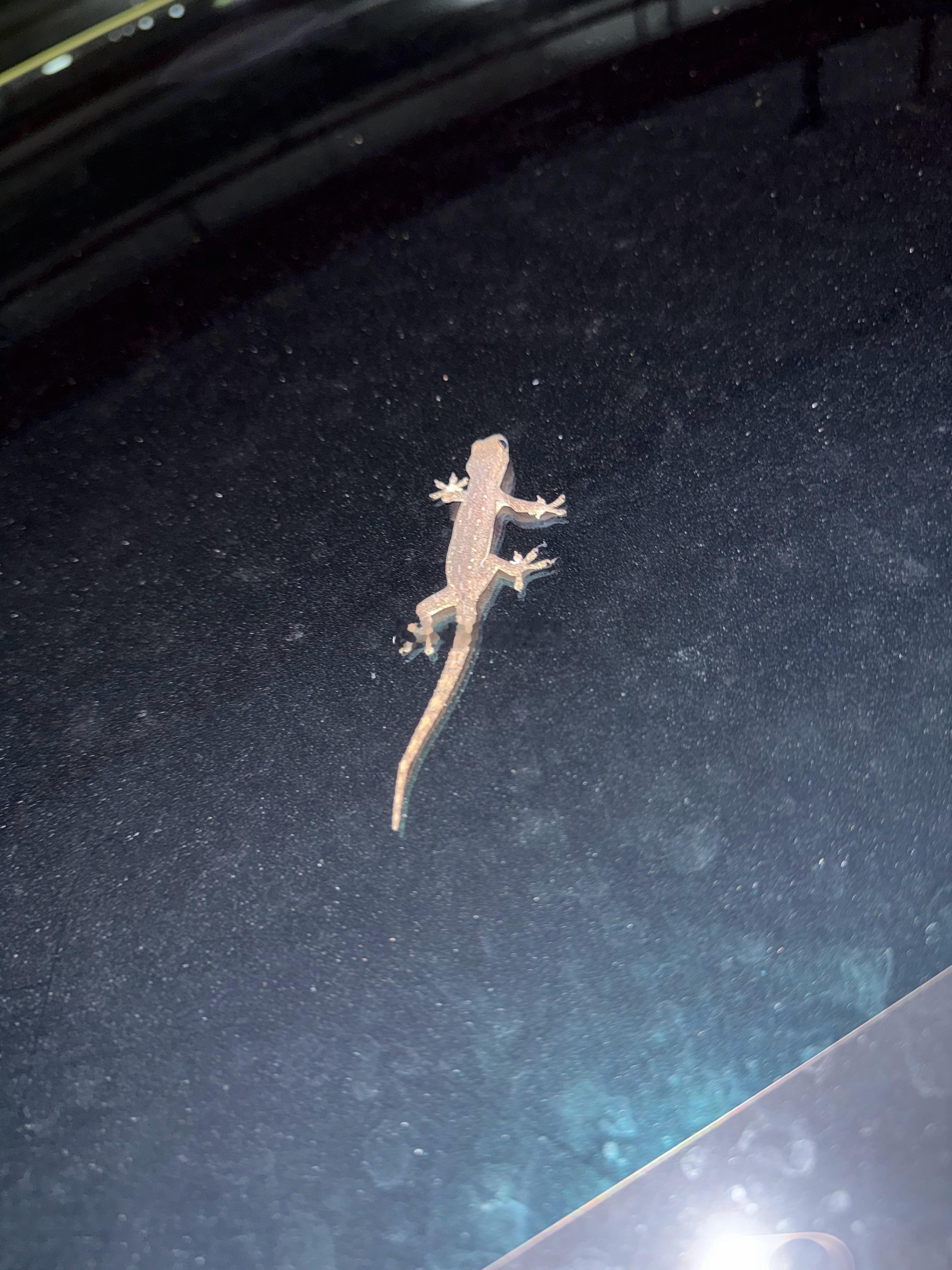 一只壁虎🦎爬到了我的车上！