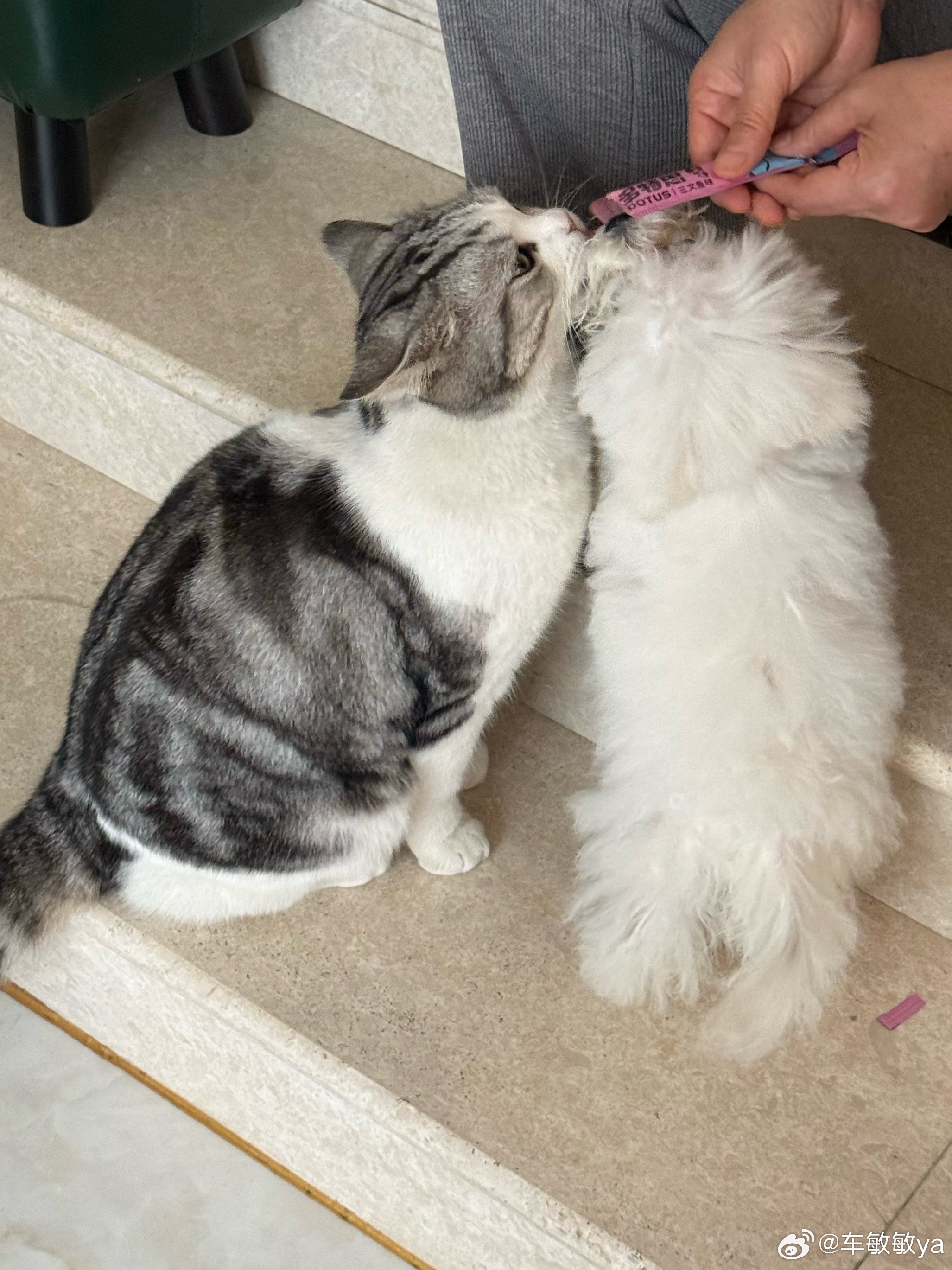 如何让猫和狗亲亲—喂猫条即可车敏敏养宠日记
