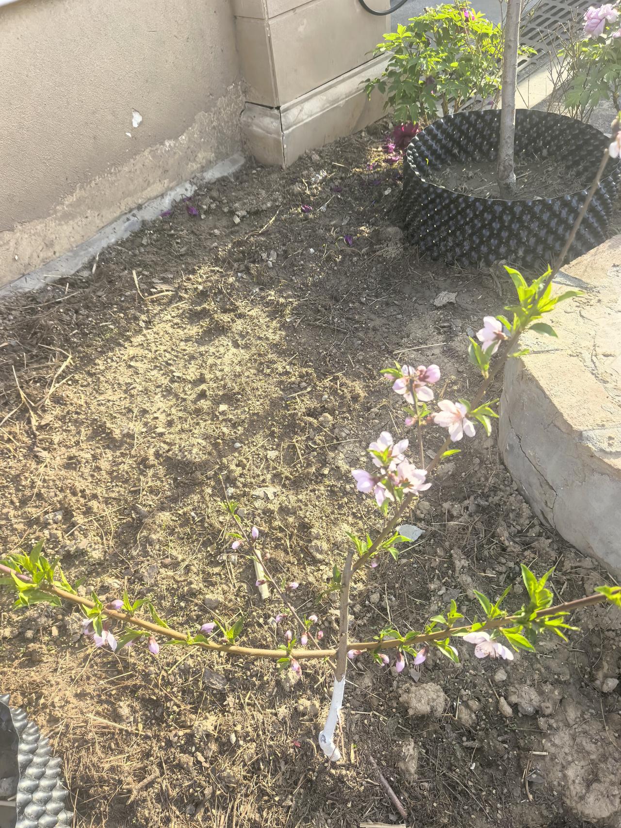 202608。桃花终于开了。