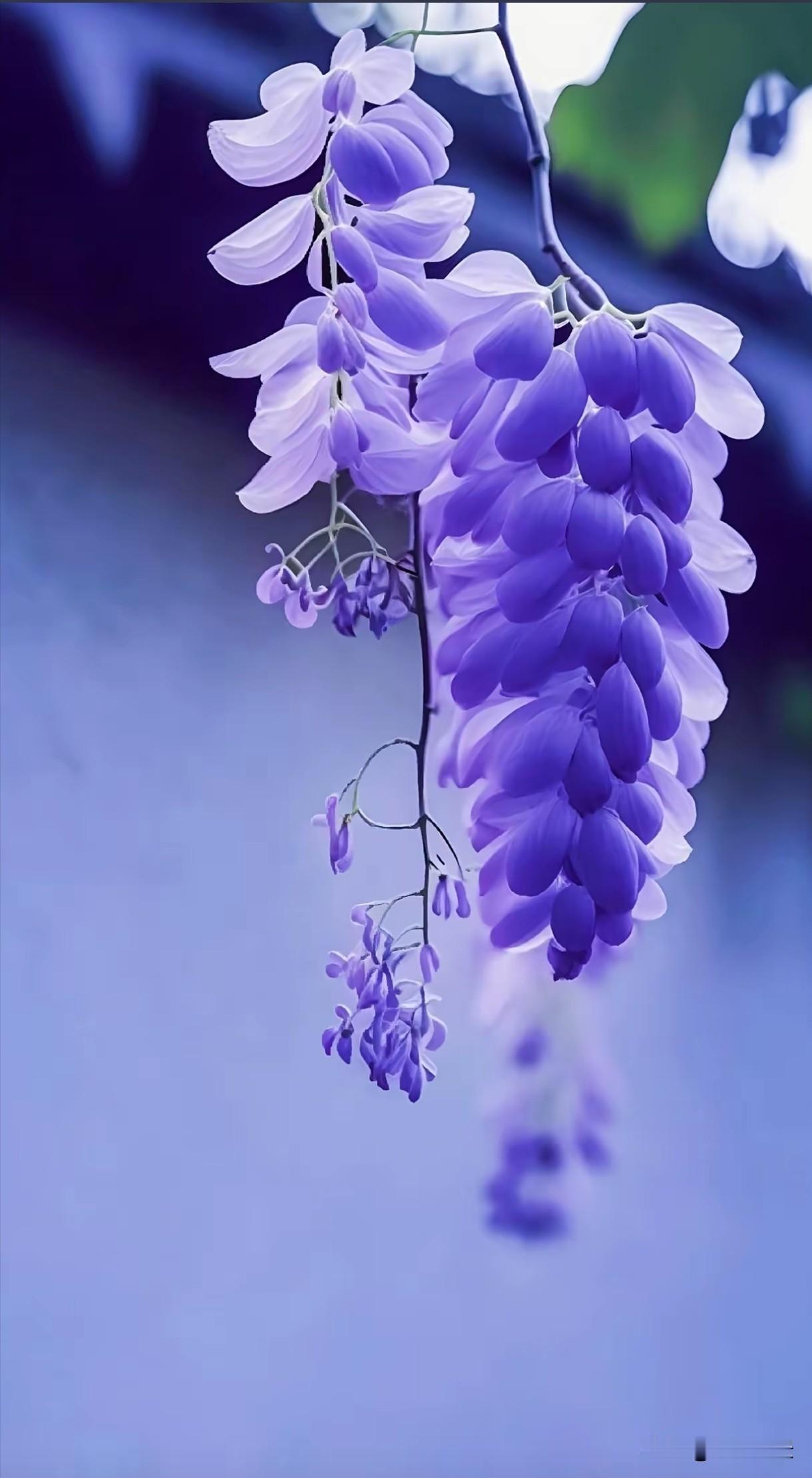 紫藤花不与百花争艳，却自成一片紫色的风景。它明白自己的节奏，也清楚自己的方向，默