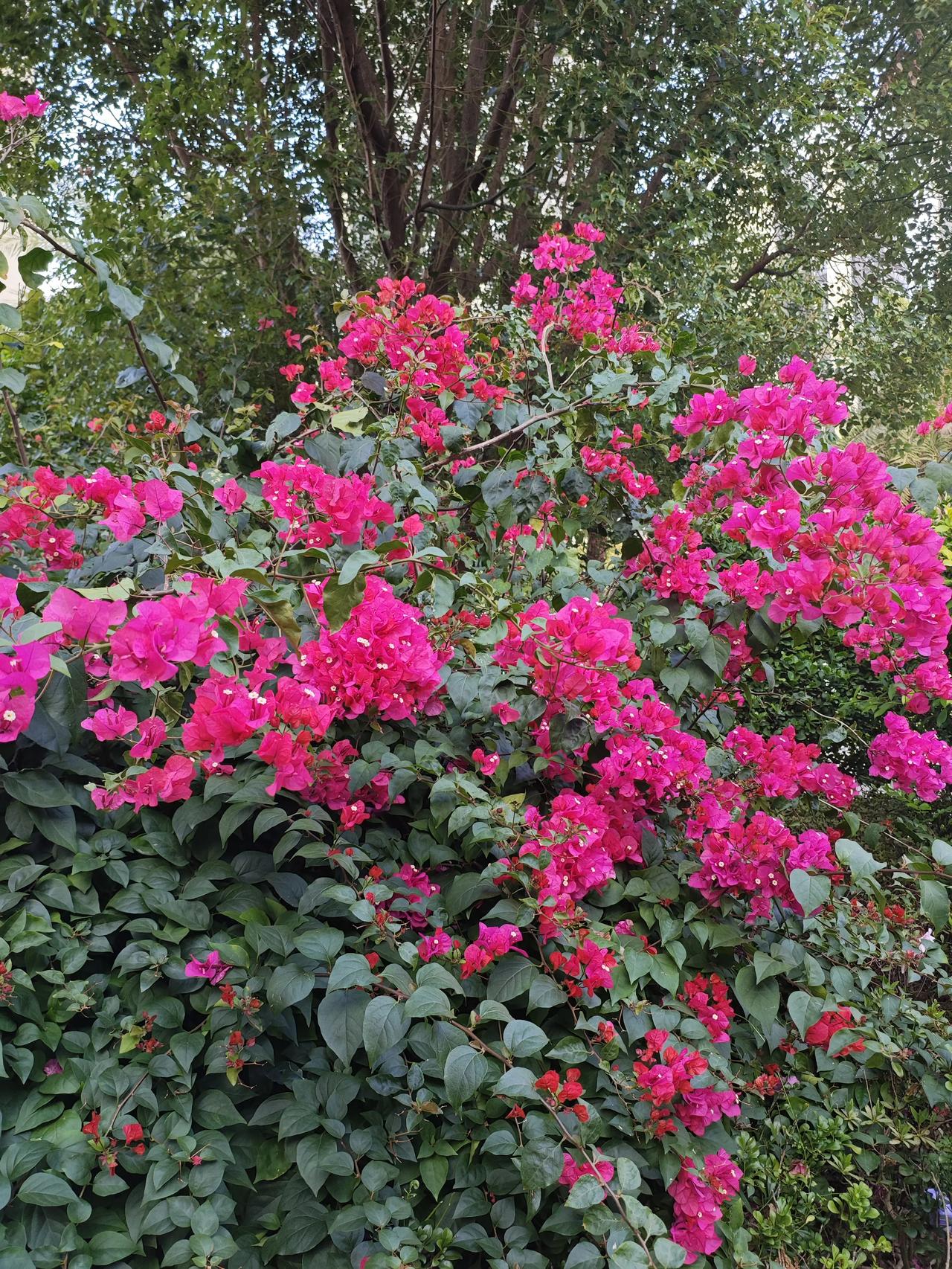 一人发表一句今天的感悟多希望接下来的日子里，都能像这花一样艳红[星星眼][星星眼