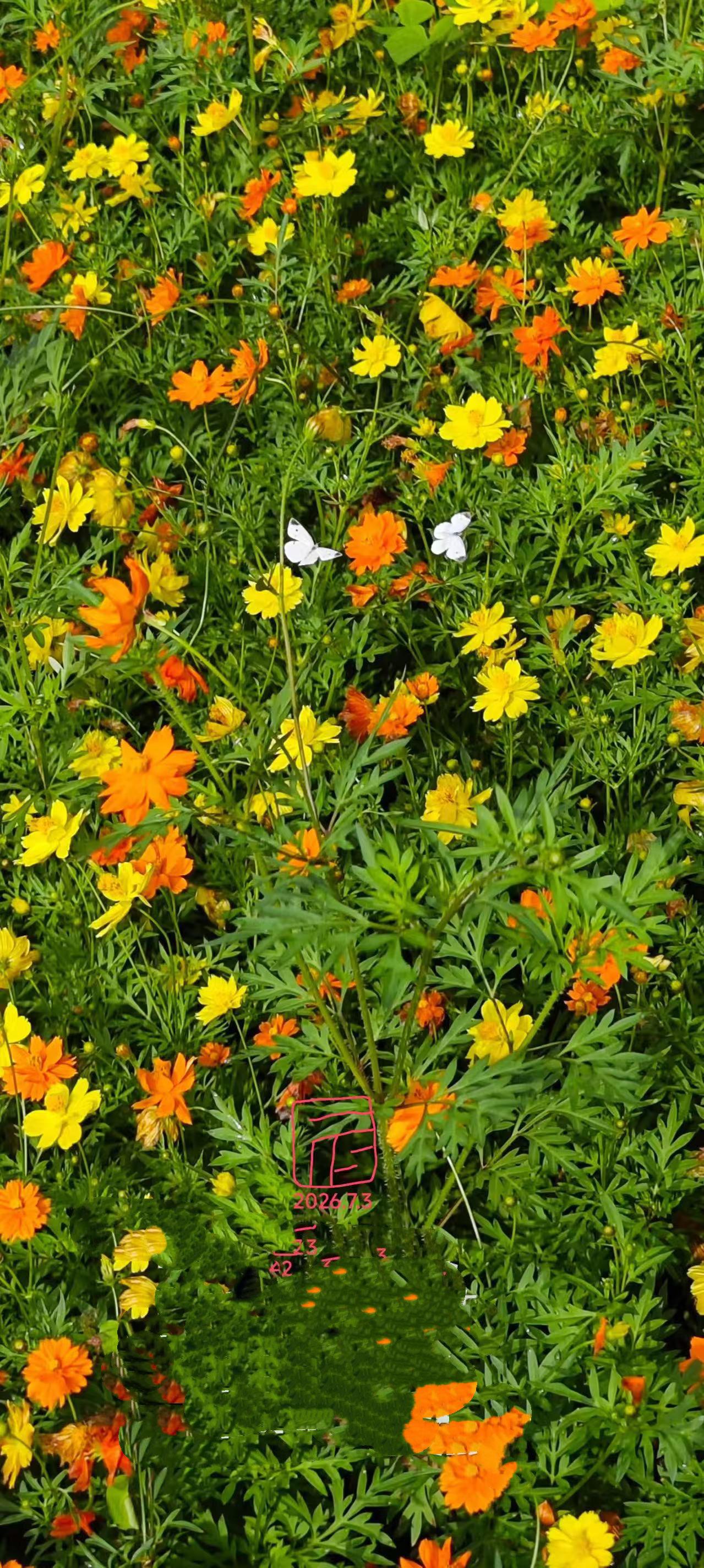 （原创）
一路繁花相送……
