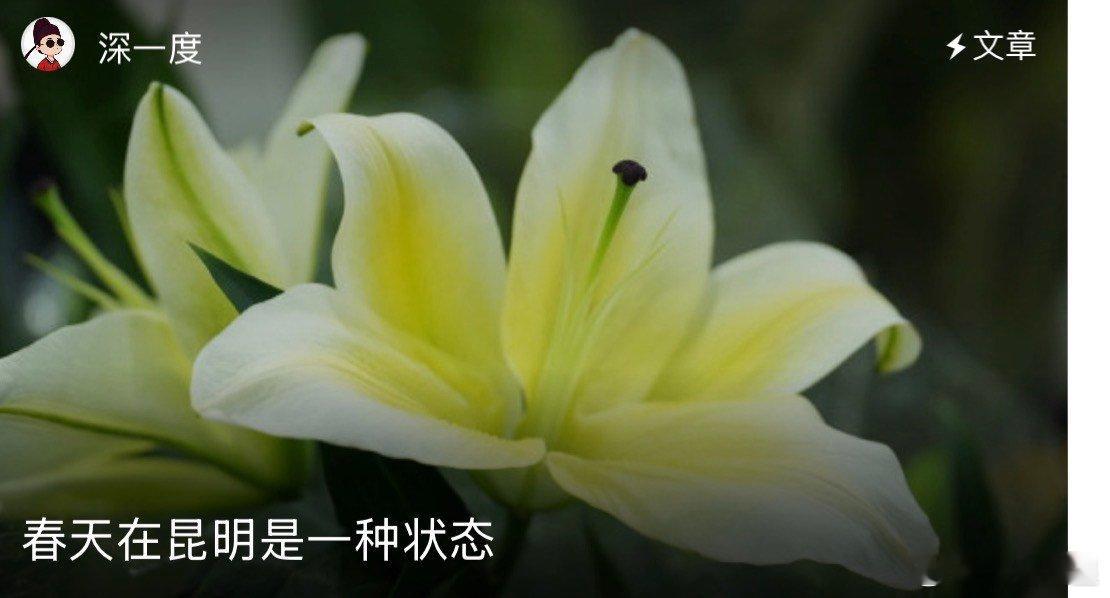 春天在昆明是一种状态 云南昆明的春天真的是一种状态了，这里的斗南鲜花的市场发展的