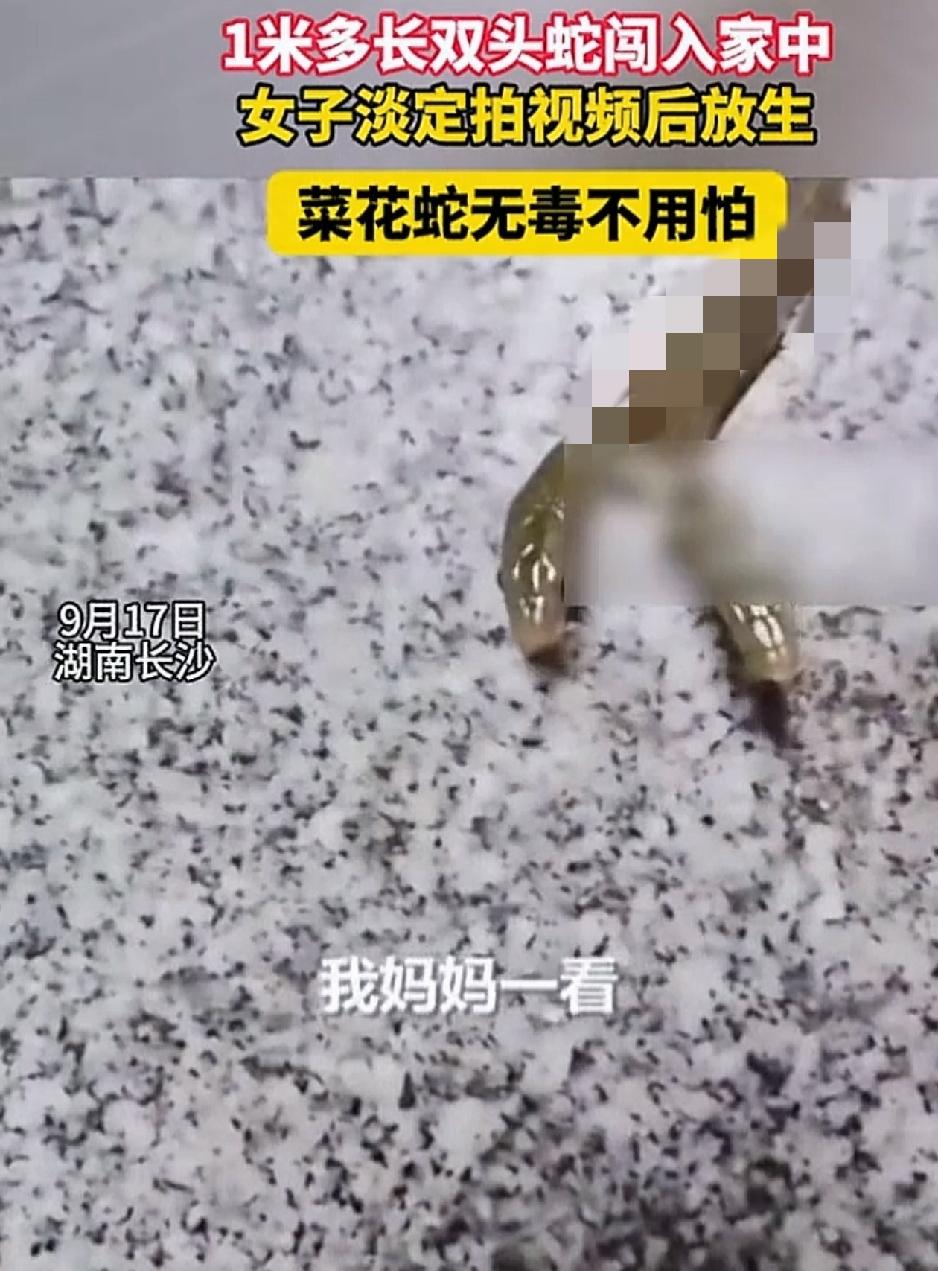 湖南长沙，一女子家中闯入一条1米多长的蛇，起初女子从蛇花纹判断以为只是条普通的菜
