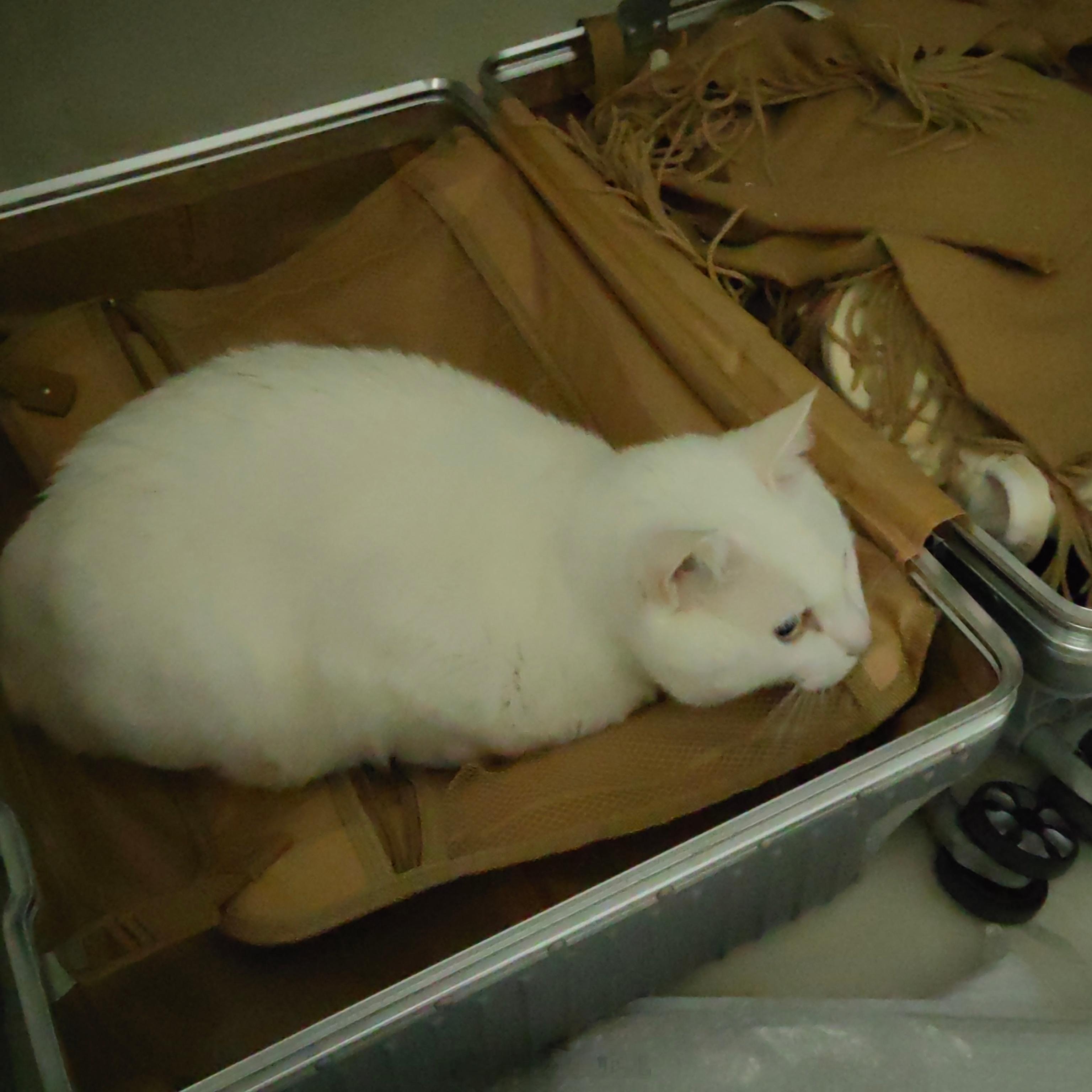 有一只猪专注睡我的箱子中！ 