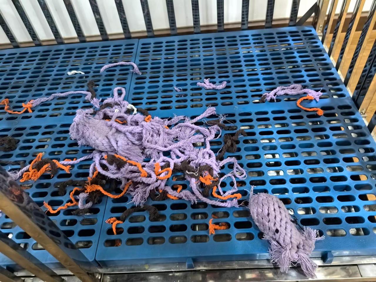 朋友们，谁能猜出来这是什么玩具，是什么动物？新年玩具，宠物店买的最贵的绳子玩具，