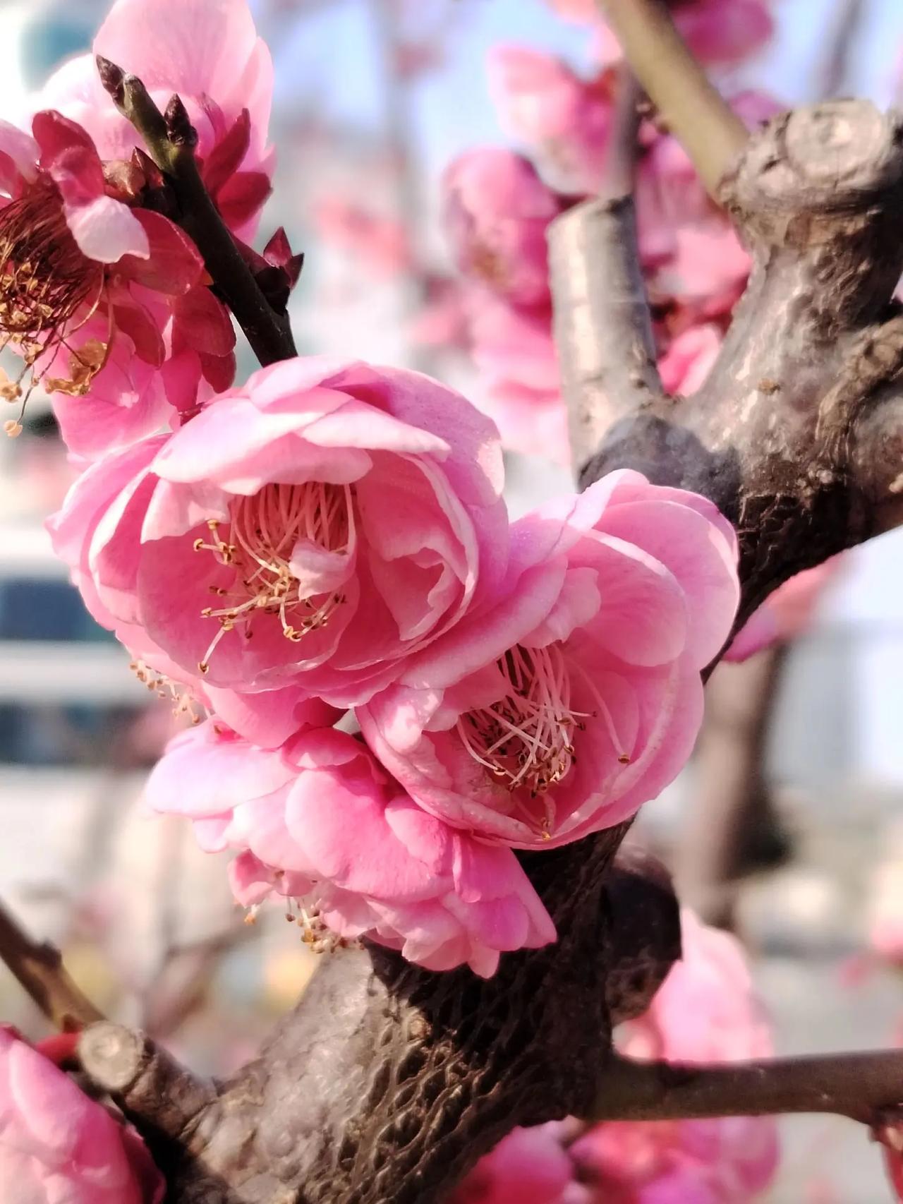 2026春节快乐。丙午马年，金戈铁马愿你出走半生，归来仍是少年马年大吉，万事顺意