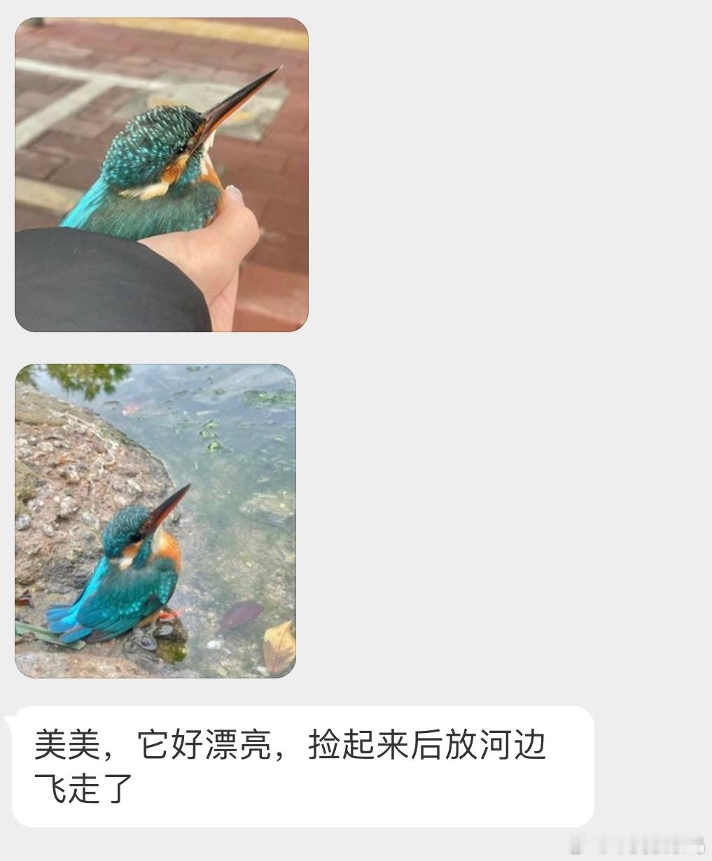 美如画的翠鸟有可能撞到玻璃了能飞走已是万幸，祝它好运 ​​​