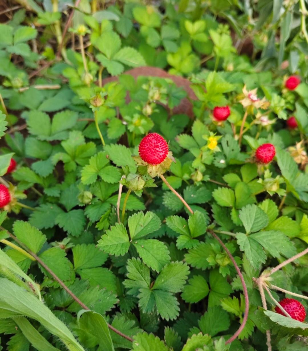 ～365植物心语～ 🌿✨📅 0️⃣8️⃣月1️⃣0️⃣日今日植物：蛇莓（蛇泡