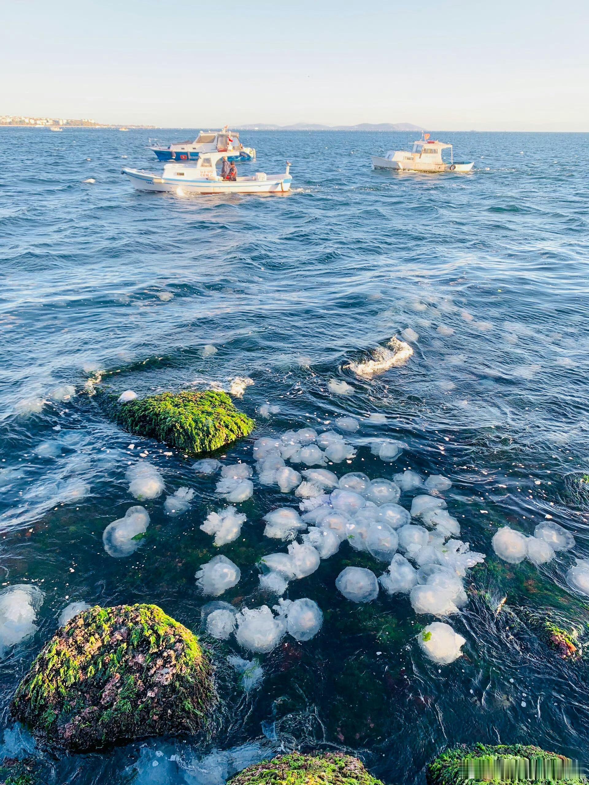 没有什么能比深蓝色海水中的水母更唯美了吧 ​​​