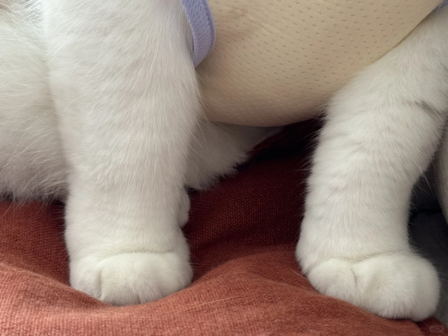 原来我是个小猫足控
