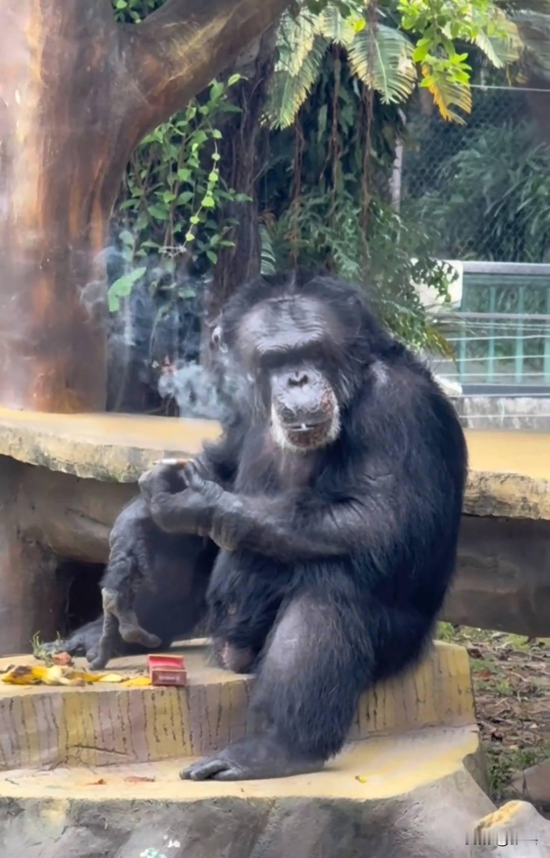 动物园回应大猩猩抽烟：在德国领养家庭染上恶习，正在“戒烟”。人类真歹毒，让一个人