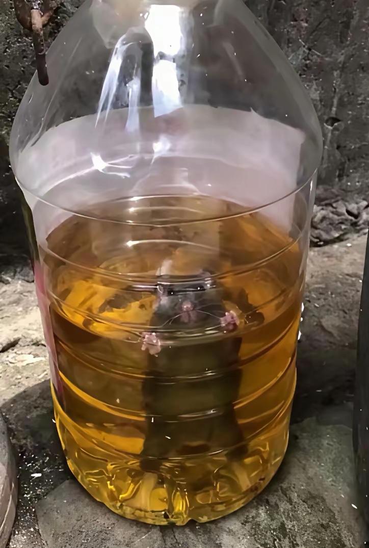 紧急通知！家里有油的都给我藏好，特朗普要抢油了！[捂脸]

大家知道吗？最近国际