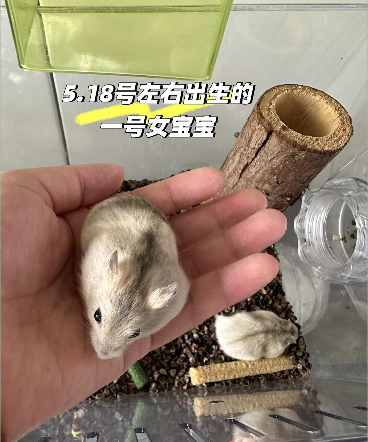 有没有要小仓鼠的，免费送养，给7小只找主人
自家家养小仓鼠（布丁和紫仓生的鼠宝宝