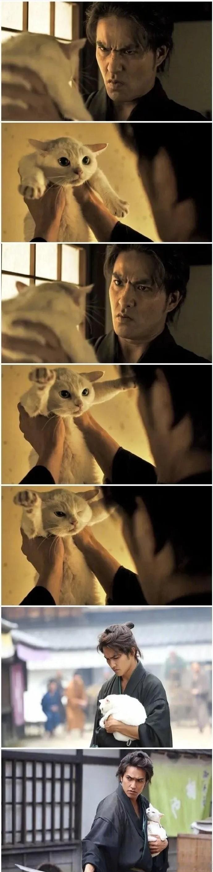 成为猫奴总共分几步？ 