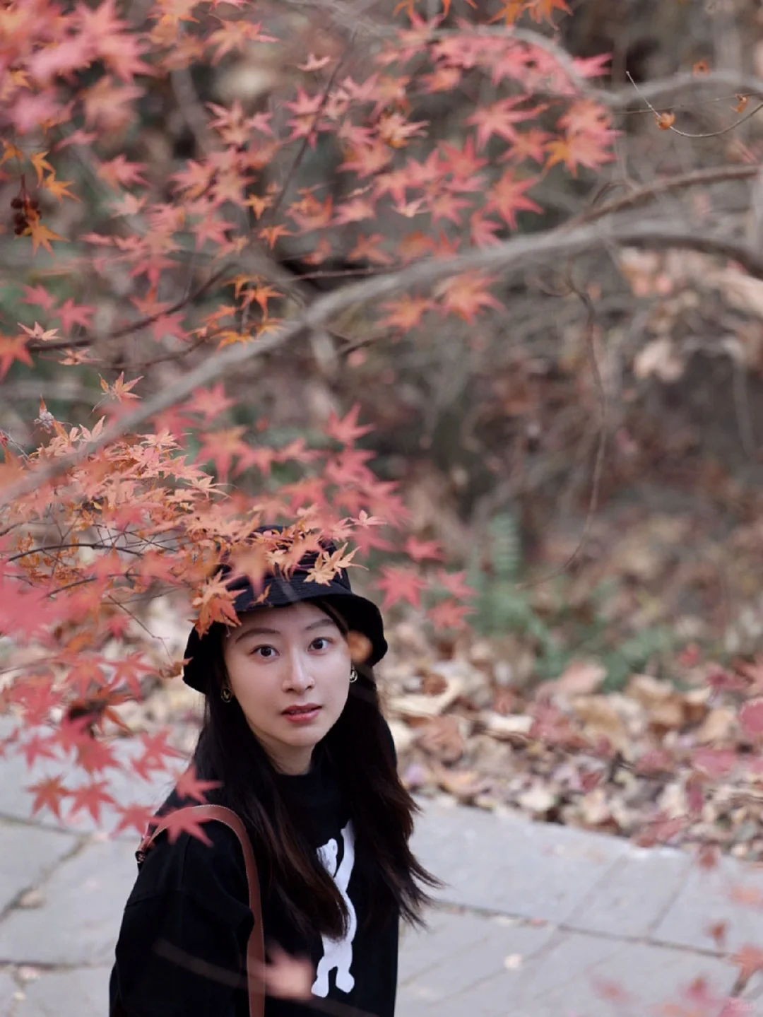 来栖霞山赏枫🍁一定要知道的4️⃣条路线👉