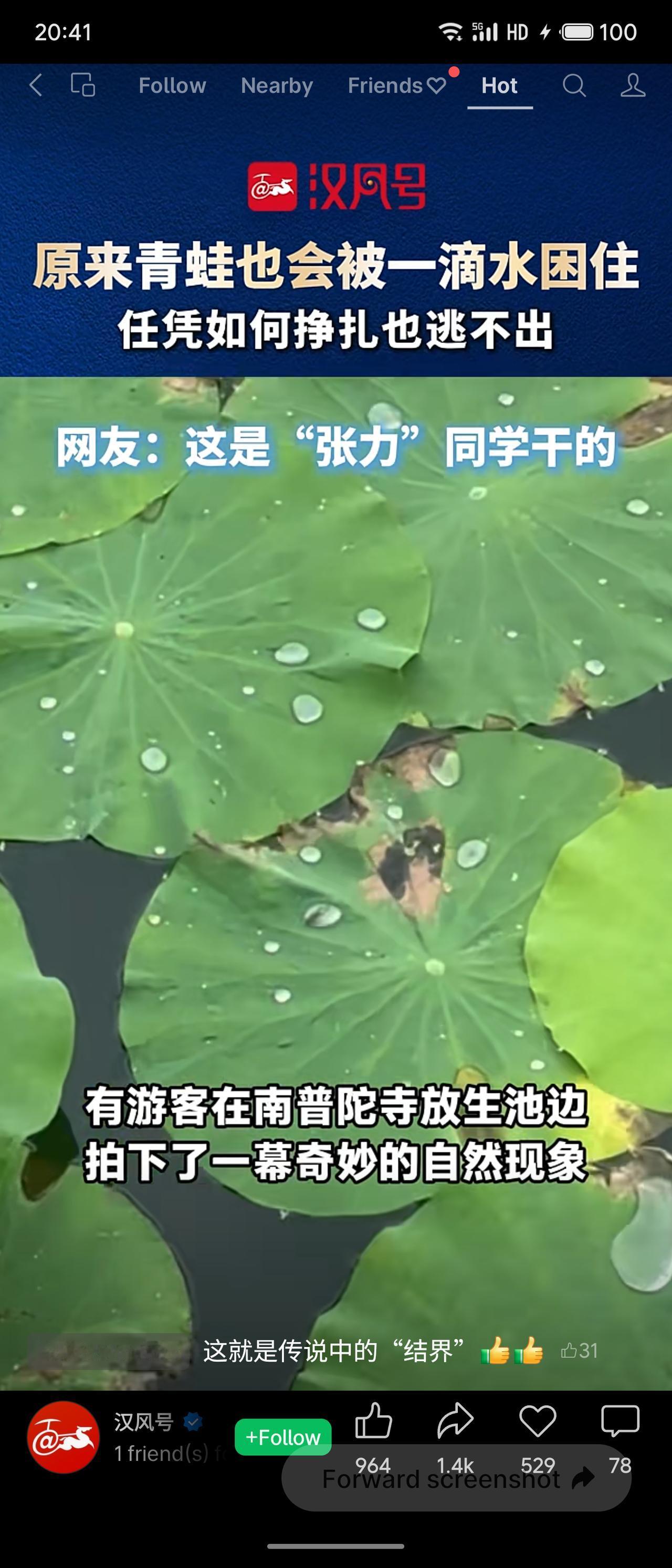 有游客在南普陀寺拍到奇妙一幕：一只小青蛙被困在荷叶上的水珠里，四肢拼命挣扎却无法