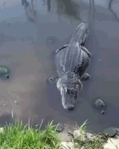 丢不丢鳄？