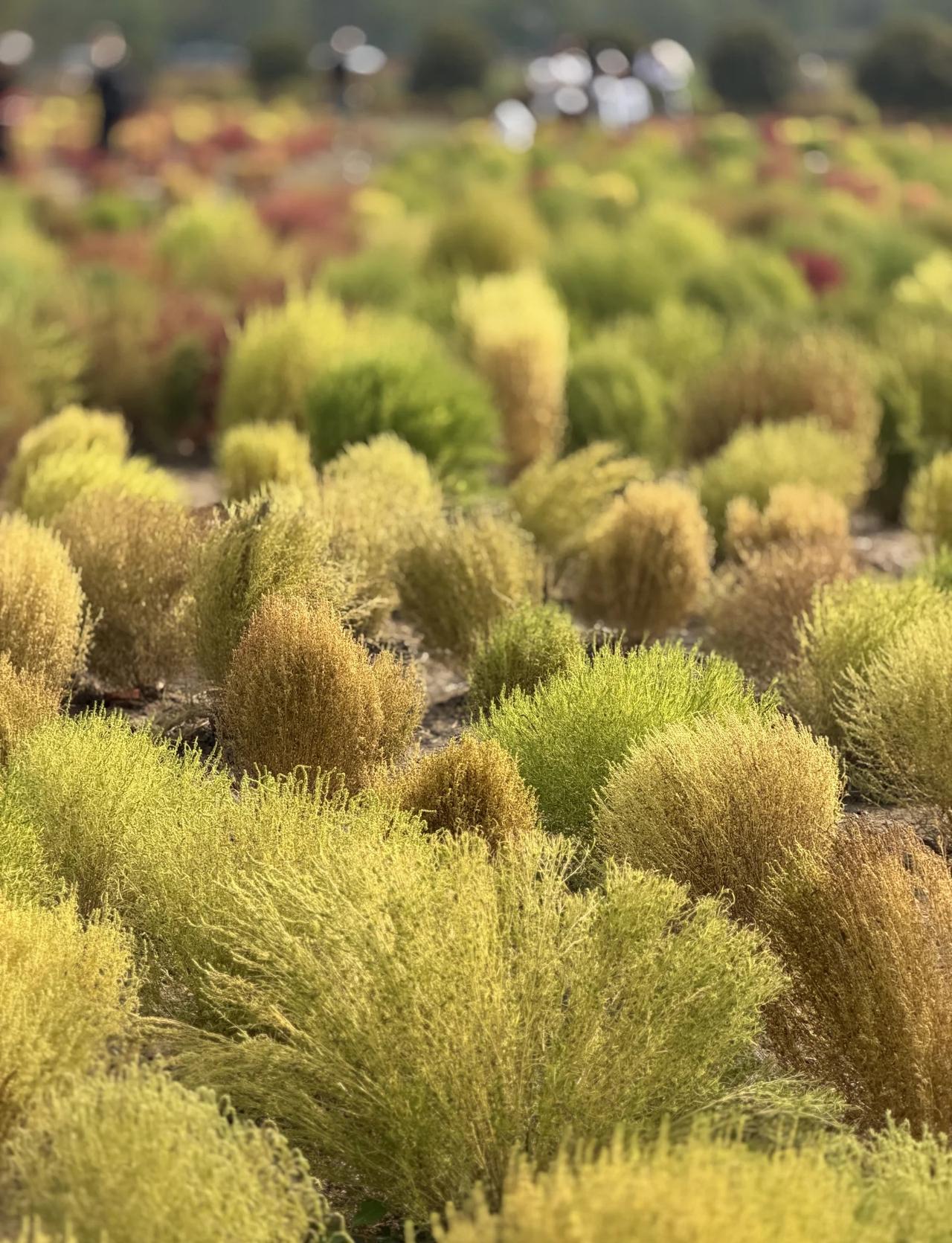 1102萧山湘湖花海真实无滤镜的样子
20251102下午2点湘湖花海真实的样子