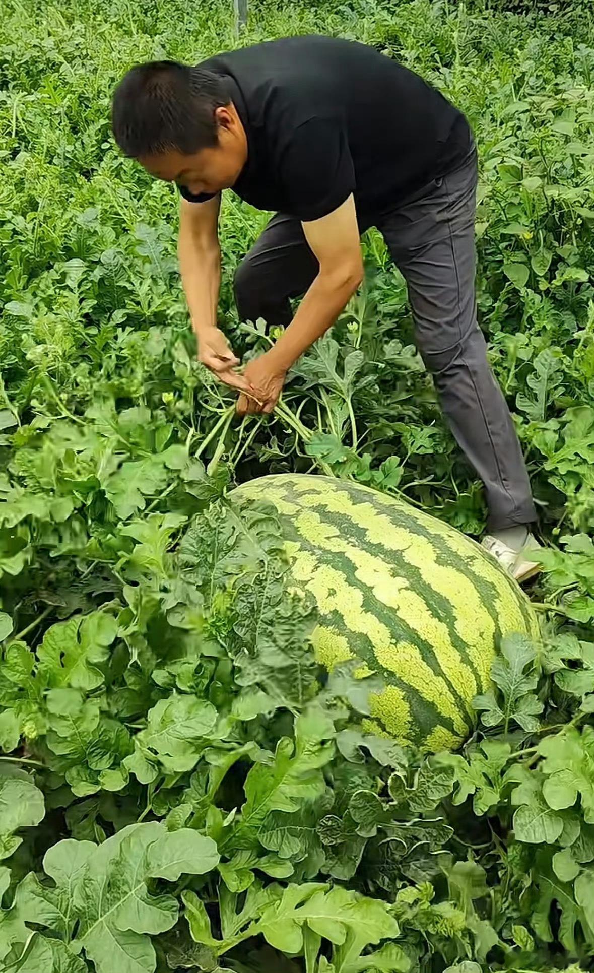 120斤西瓜瓜王拍卖仅617元成交又到了吃瓜的季节，这下好了吃到大瓜了。肯定不好