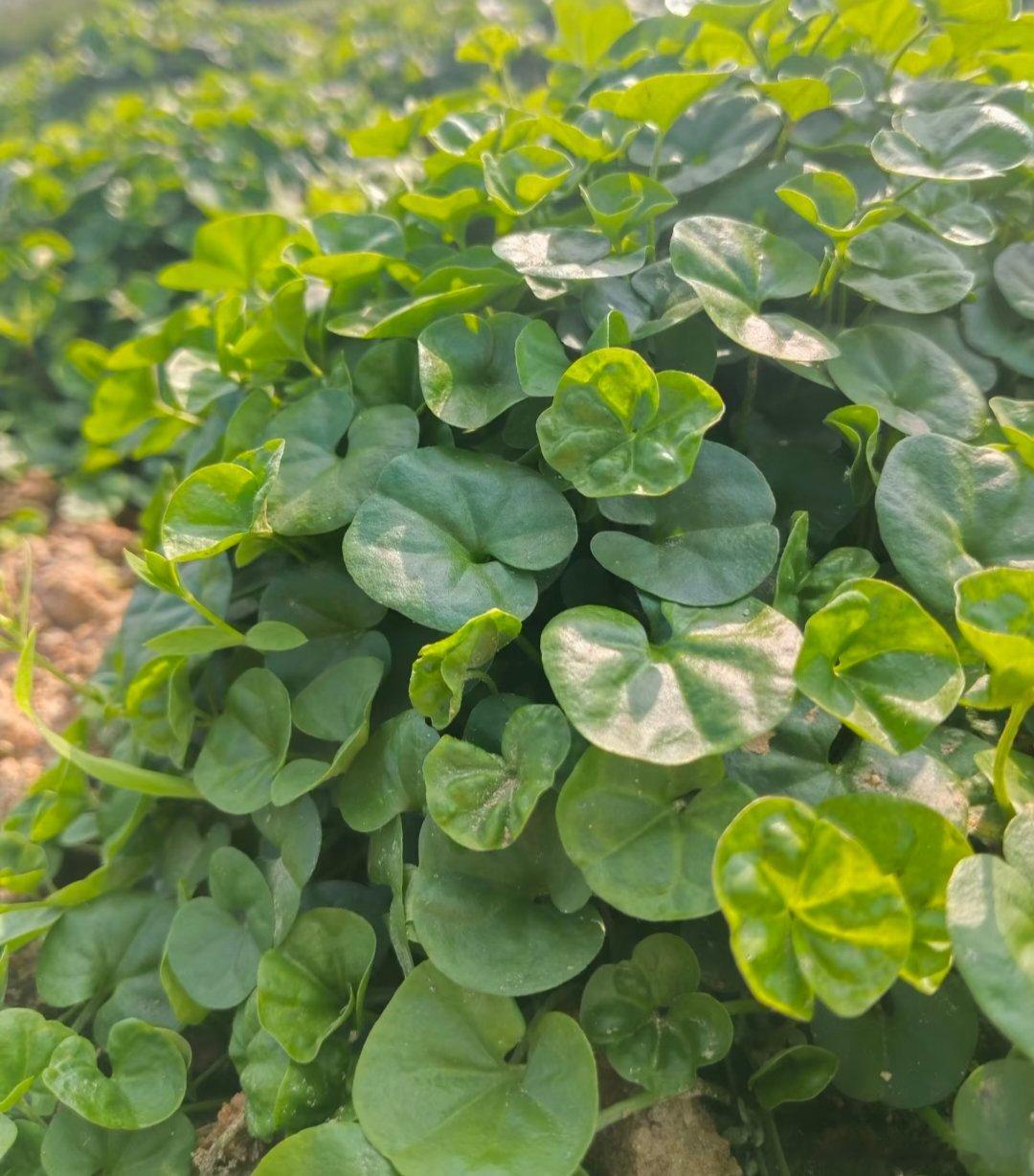 ～365植物心语～ 🌿✨📅 0️⃣8️⃣月1️⃣3️⃣日今日植物：马蹄金（小
