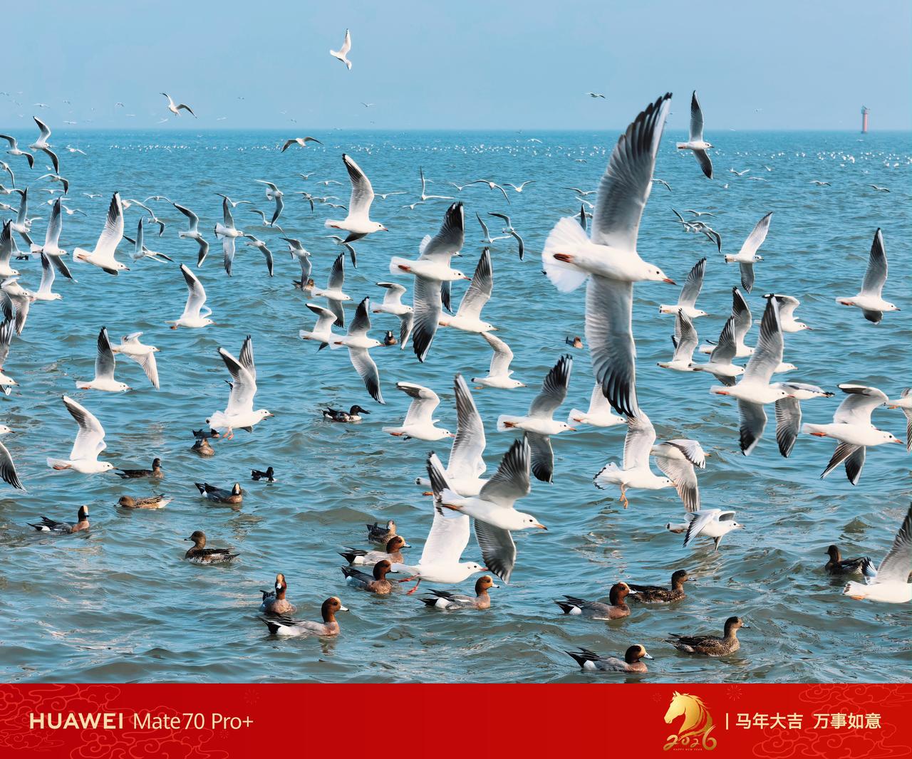 华为Mate70 Pro+ XMAGE影像，在动态场景的捕捉上堪称惊艳——当海鸥