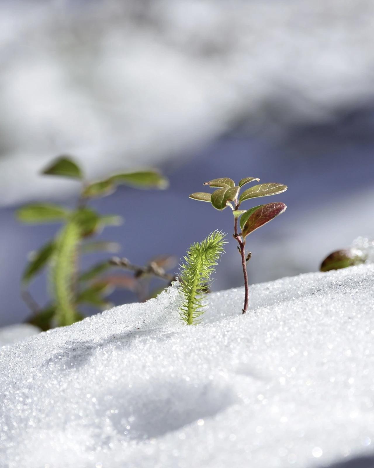 【曾国藩背书慢，于是手不释卷；司马光背书慢，于是制作警枕】
        曾国