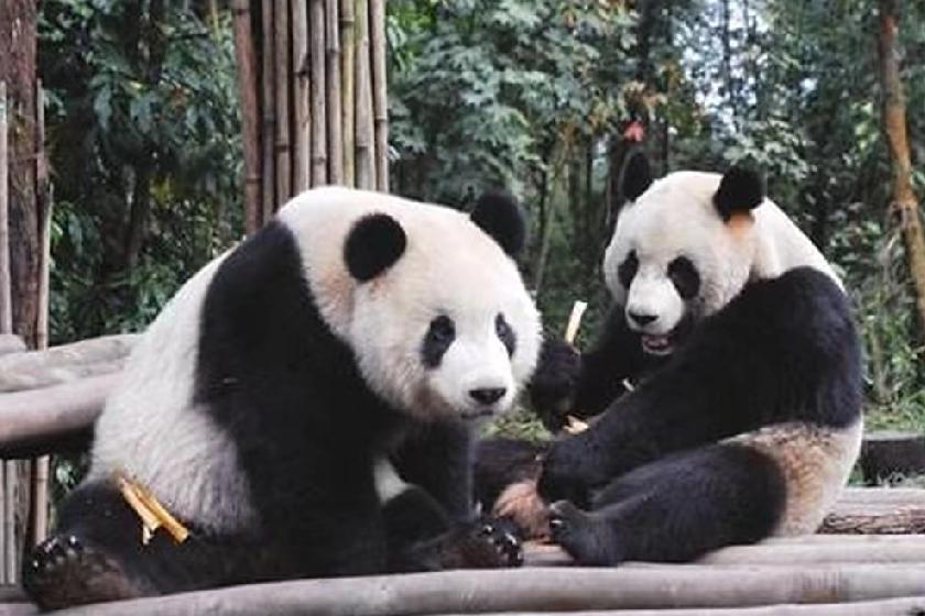 12月25日，香港《南华早报》报道:“旅日大熊猫晓晓、蕾蕾下个月将归还中国，日本